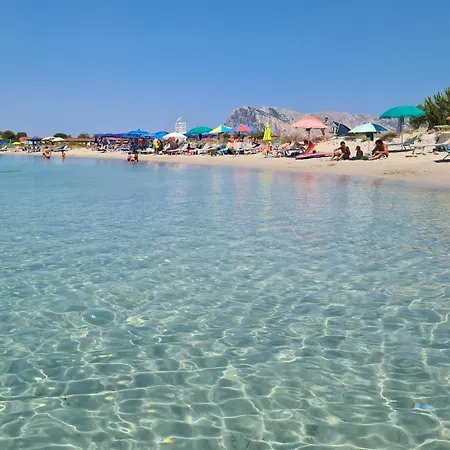 Stella Di Coda Cavallo